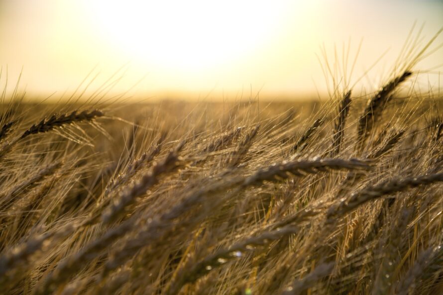 A wheat field is ready for harvest in Finney County Kansas